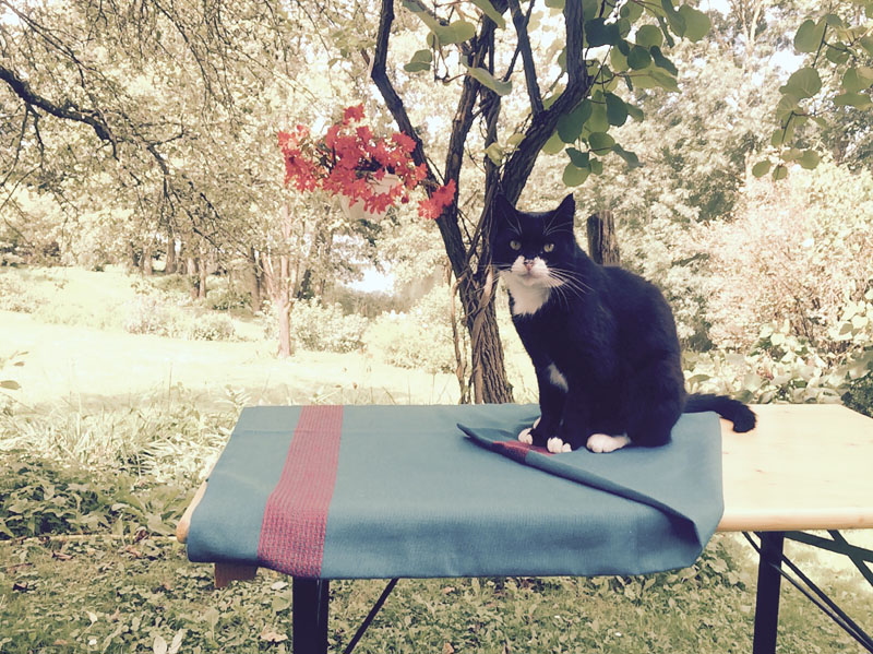Katzenportrait-im Garten